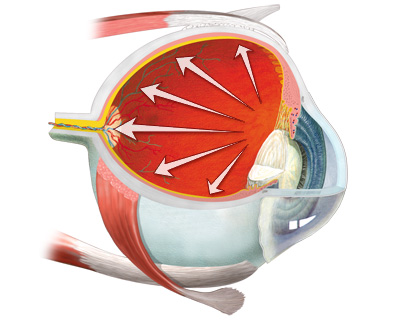 Health Topics Symptoms In-Depth Reports