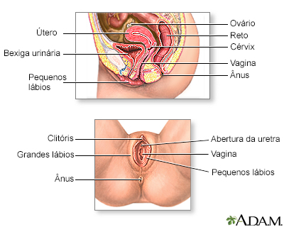 Anatomia do sistema reprodutor feminino