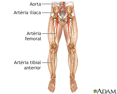 Anatomia normal