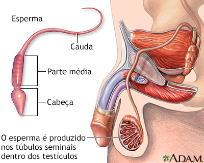 Espermatozoide