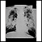 Pneumoconiose dos mineiros de carvão, complicada