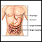 Doença inflamatória intestinal - série