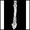 Coluna vertebral