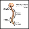 Curvas da coluna vertebral