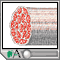 Skeletal muscle