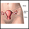 Anatomia reprodutiva feminina