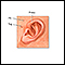 Anatomia auricular de recém-nascido