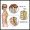 Anatomia da espinha