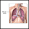 Cavidade pleural
